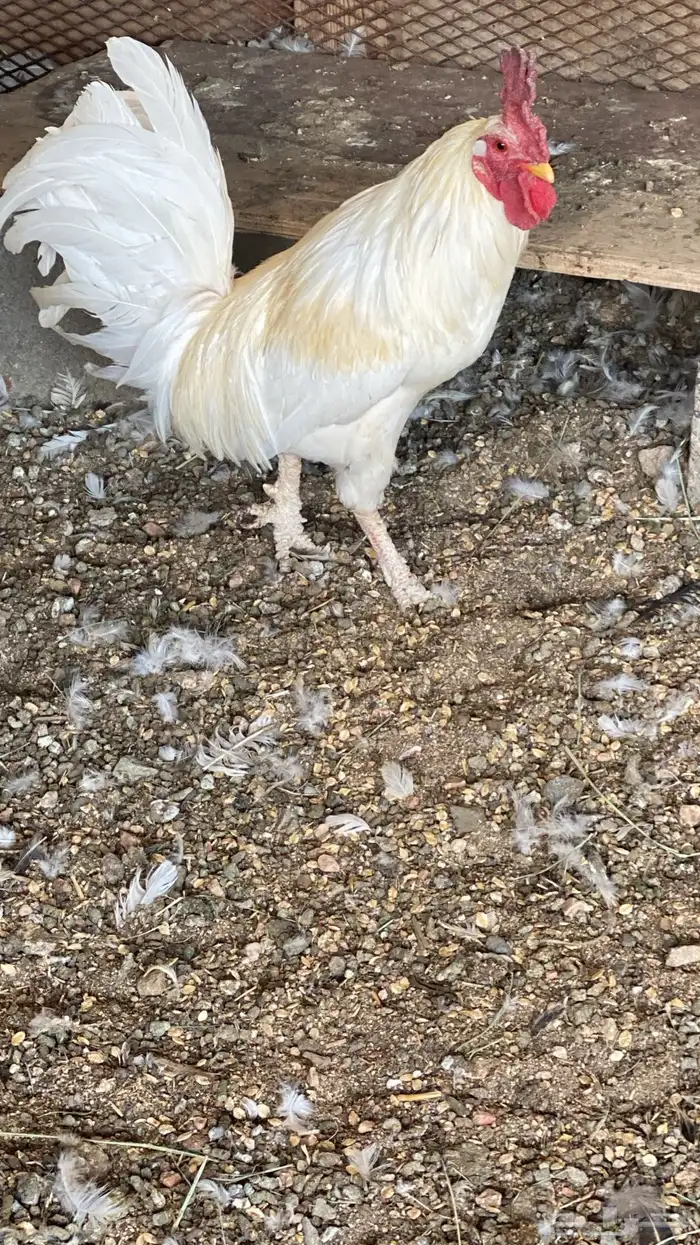 ديك 4