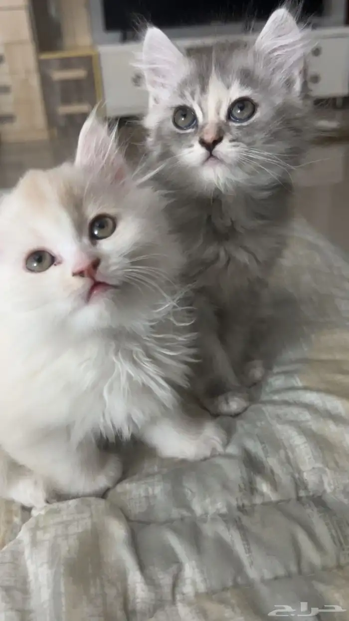 قطاوه للبيع 6