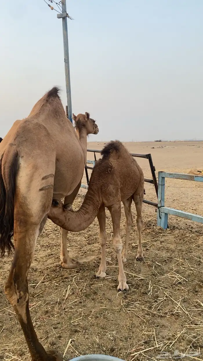 ناقه خلفه ساحليه 2