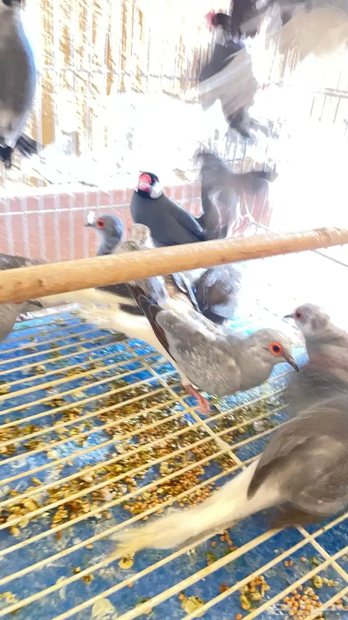 يمام ماسي 3