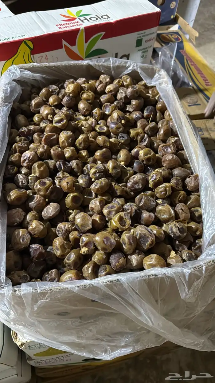تمر صقعي وخلاص ونبوت سيف 4