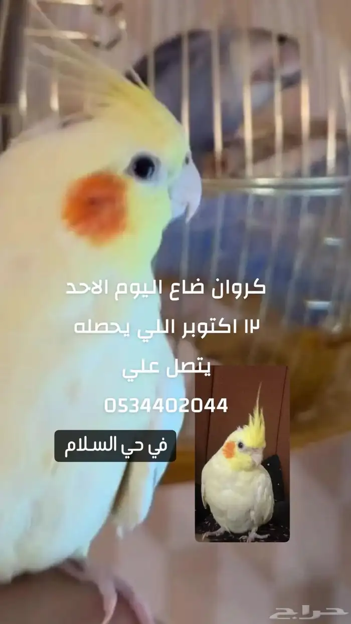 كروان ابيض بااصفر ضايع 0