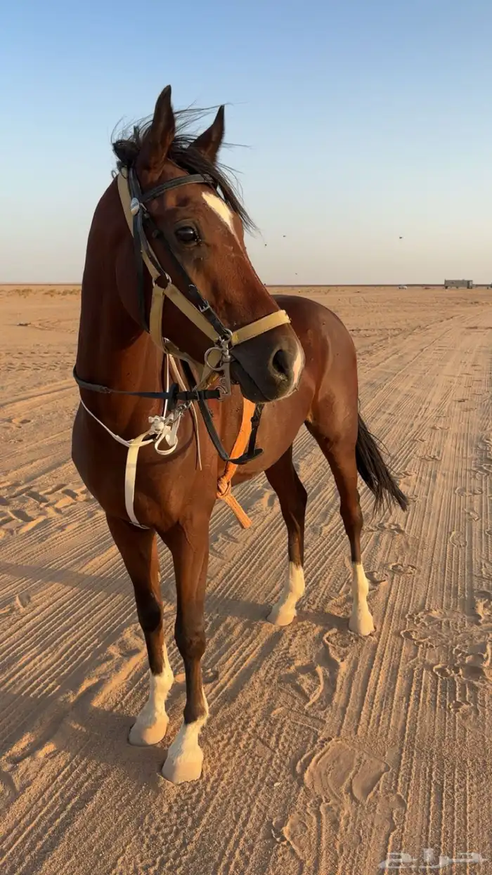 حصان شعبي 1