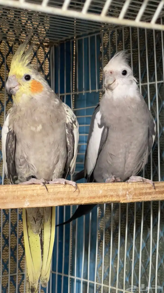 زوج كروان منتج الانثى نزلت اول بيضه تم البيع 2