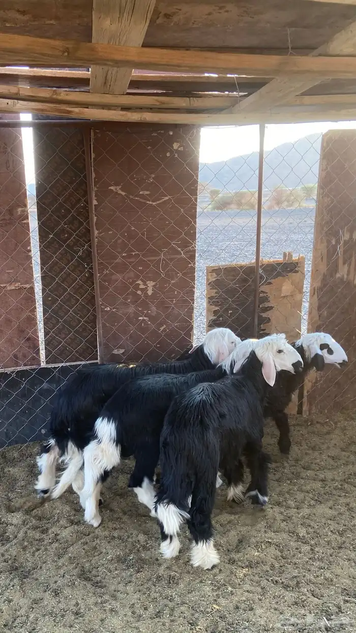 خرفان نجد تم البيع 0