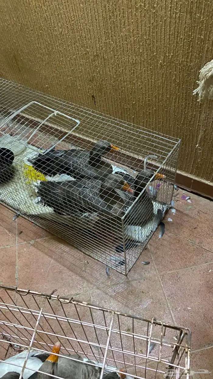 حيونات 1