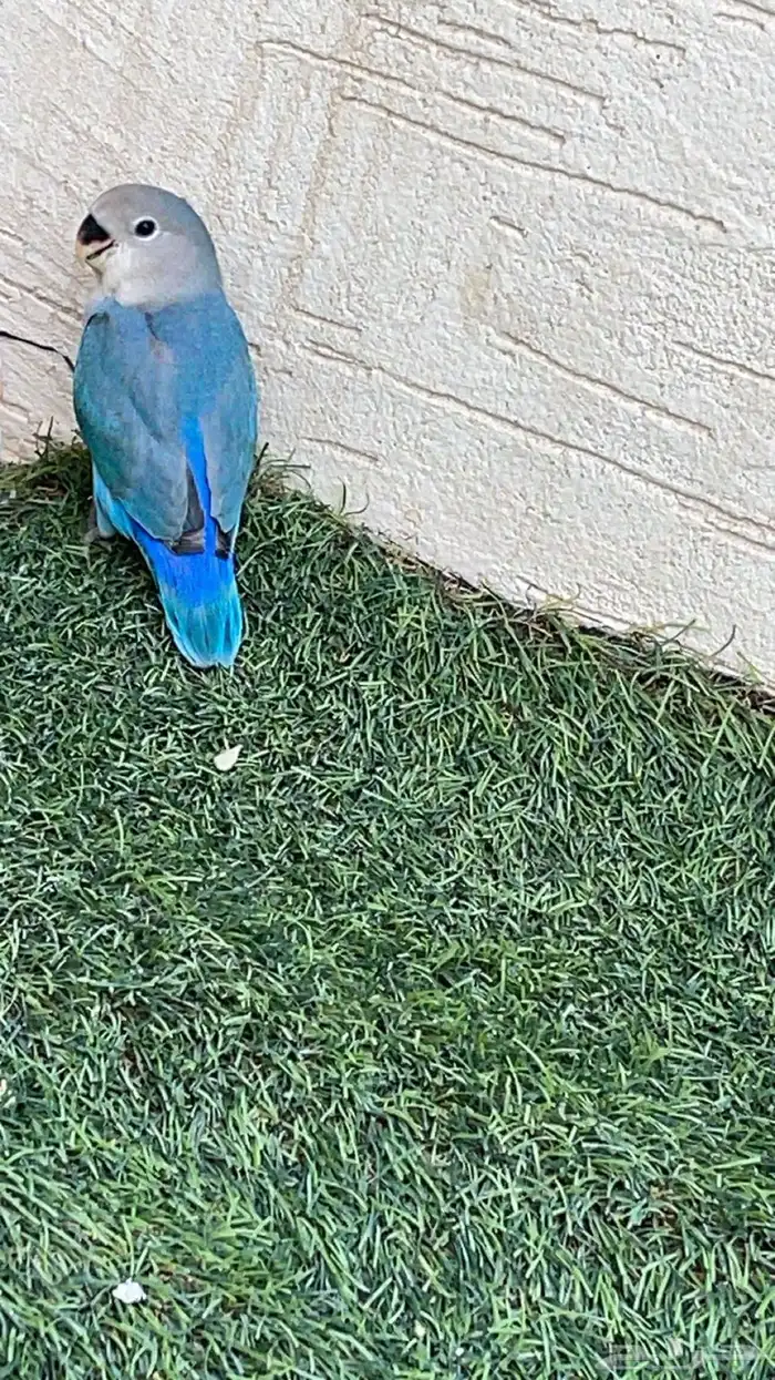 جوز روز مع البيض 3