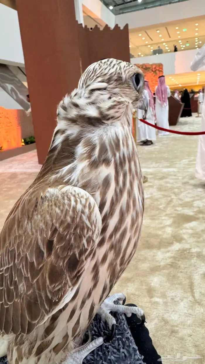 السلام عليكم مطلوب طير حر اي نوع عادي 0