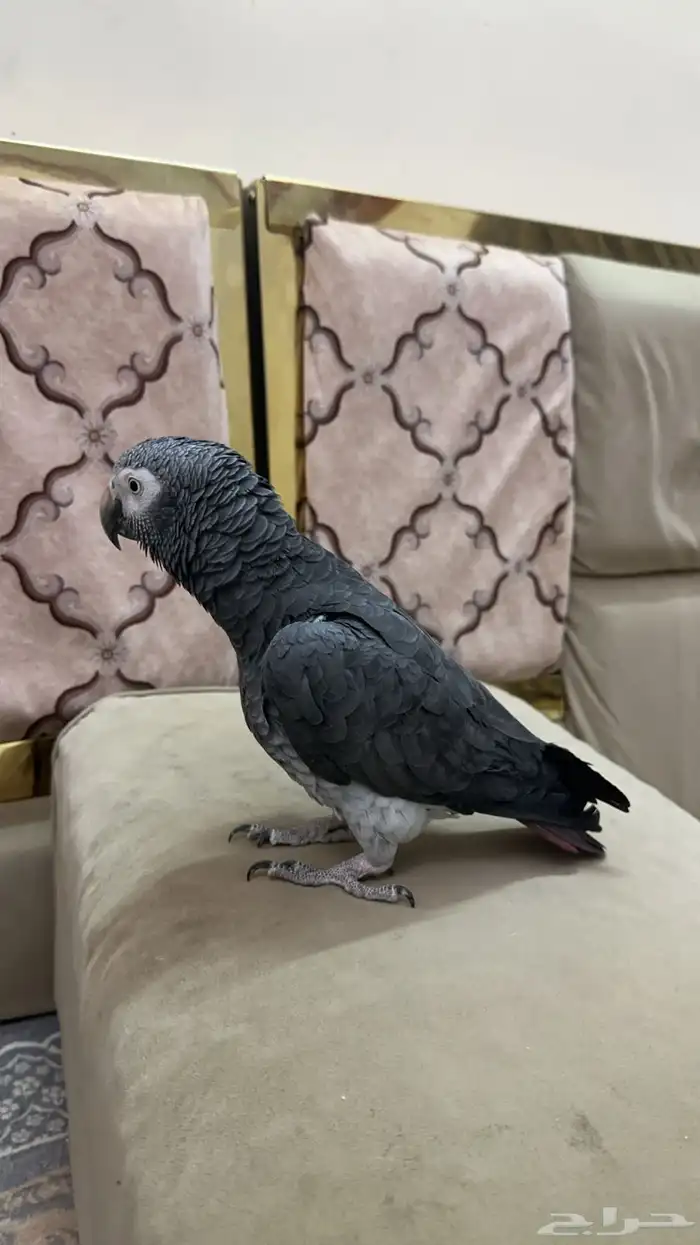 ببغاء كاسكو 1