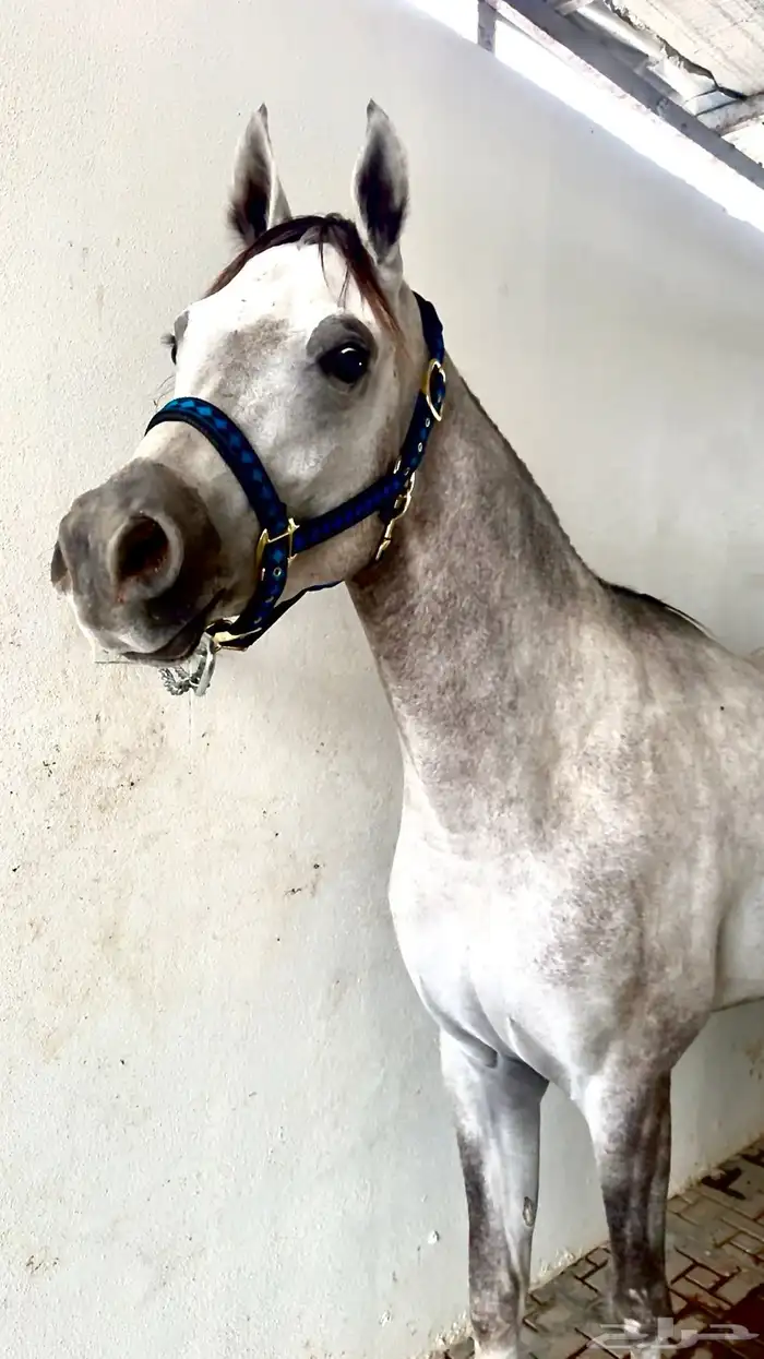 حصان واهو دماء فاخره 3