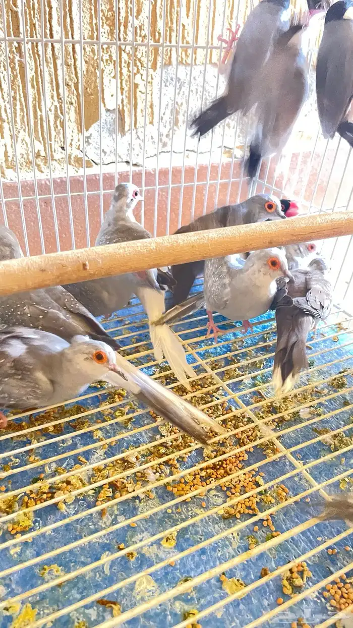 يمام ماسي 6