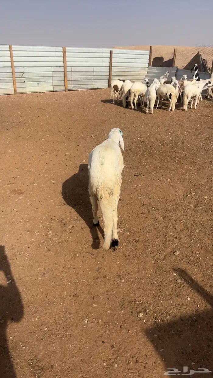 سواكن طيبه وجبر وفاخر مع الذبح والتوصيل 0