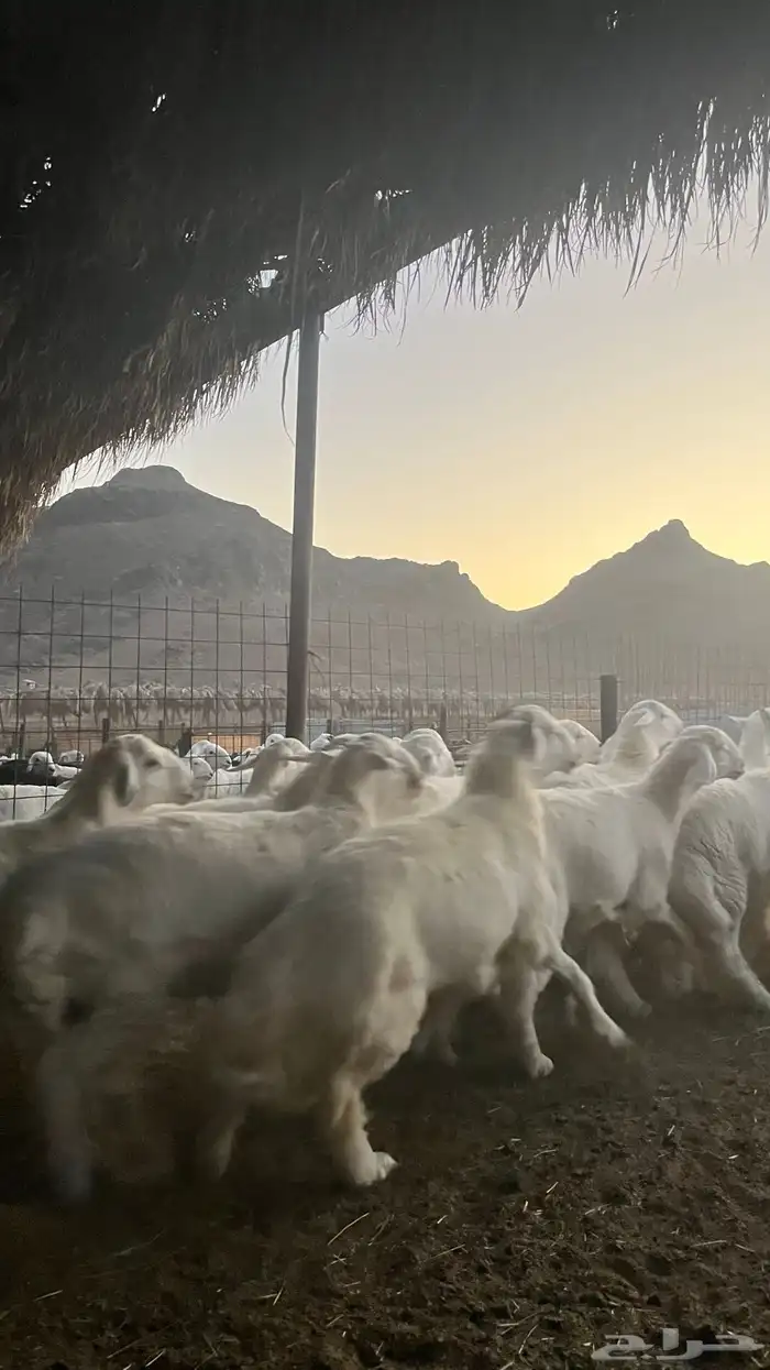 طليان حري ذبايح نظاف شرط فاخر 6