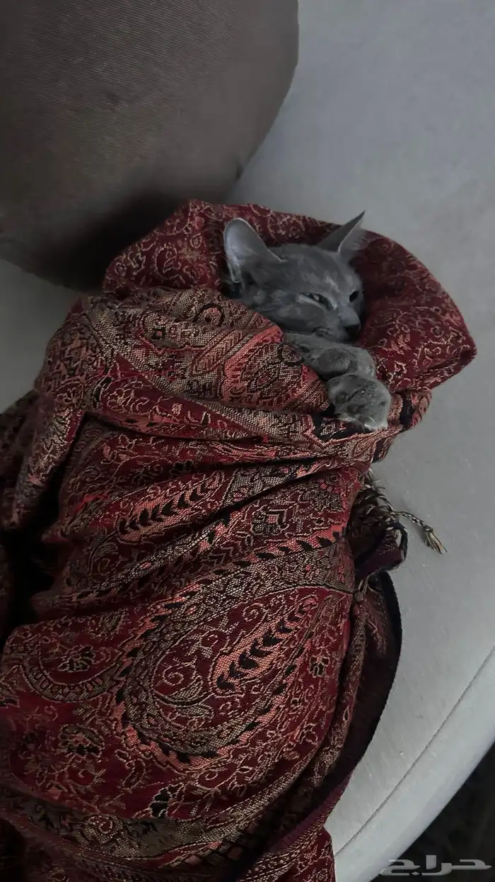 قطو فجعان للتبني 0