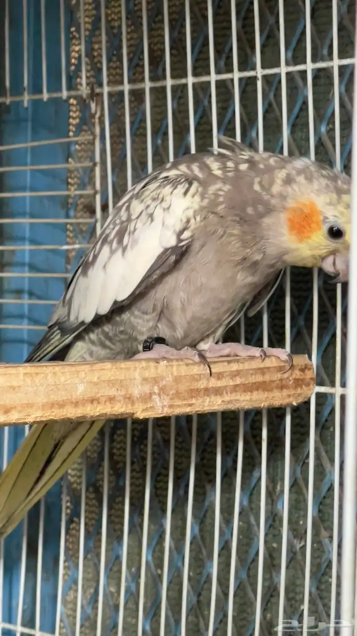 زوج كروان منتج الانثى نزلت اول بيضه تم البيع 4