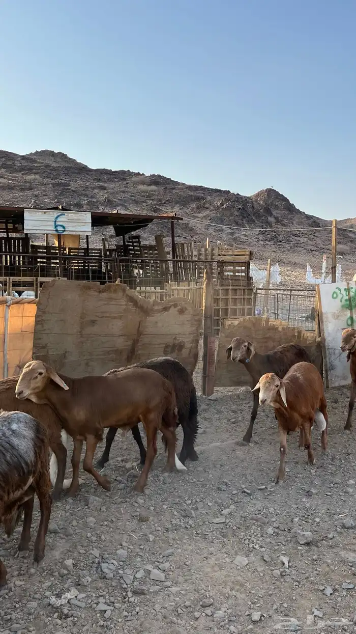 طليان سواكن حمري مرابى جدعان 21