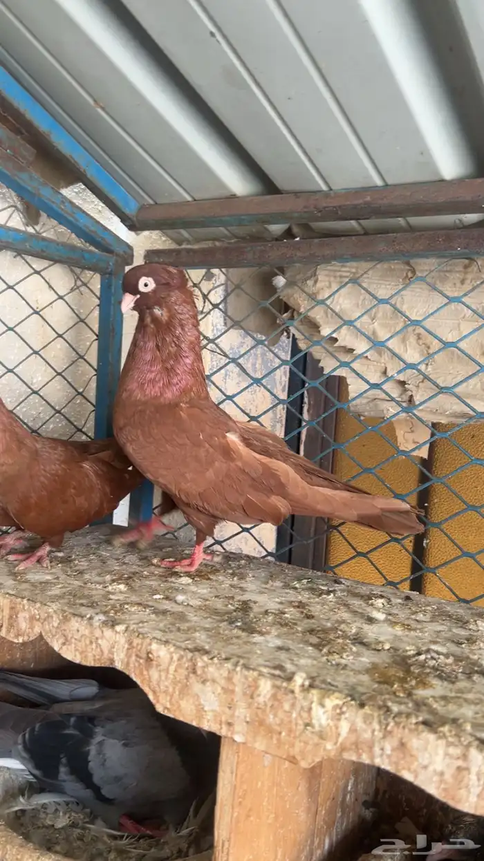 جوز صربي احمر منتج 0