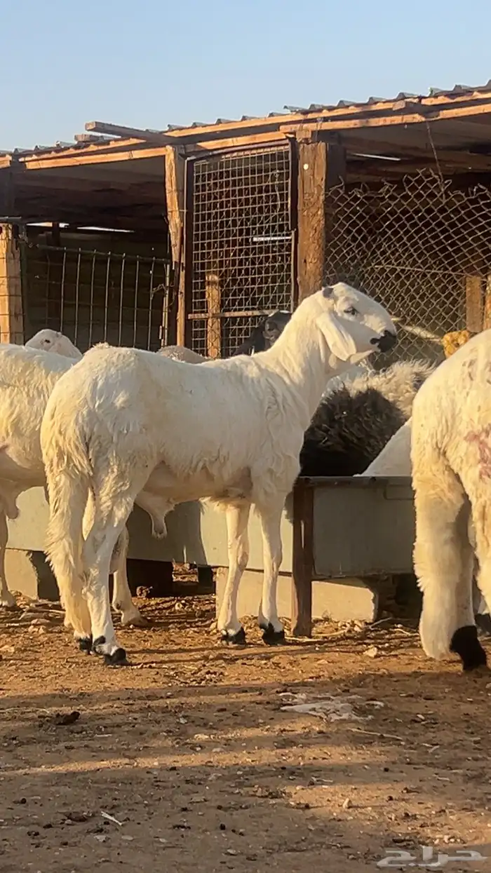 سواكن طيبه وجبر وفاخر مع الذبح والتوصيل 2
