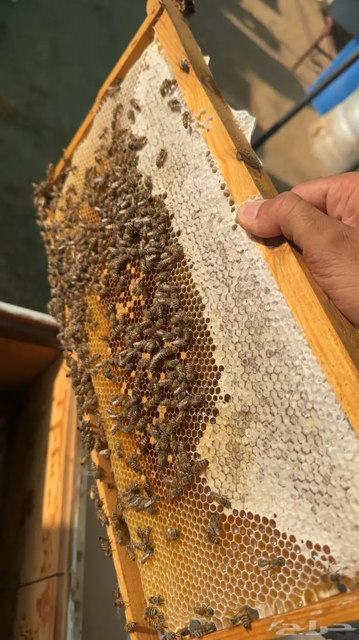 عسل سدر الشمال البري 2