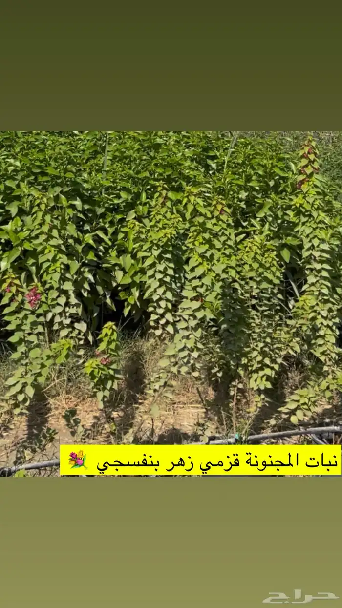 اشجار زينة ومثمرة للبيع 5