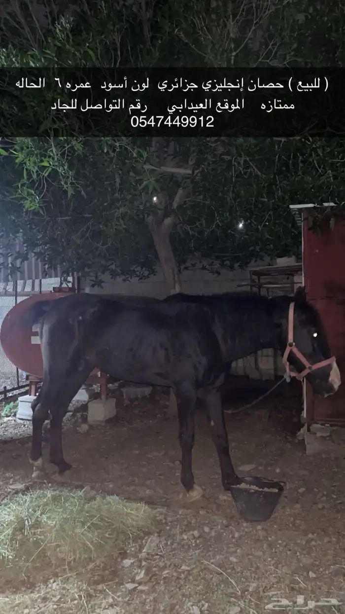 ( للبيع )خيل او حصان انقليزي جزائري سليم العمر 6 0