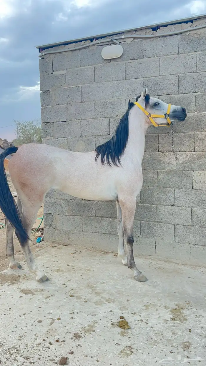 مهره شعبيه من فواخر الشعبيات 1