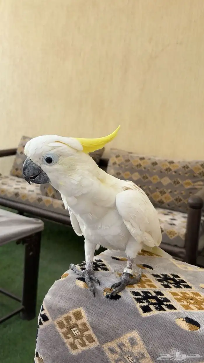 كوكاتو سلفر كرستد 1