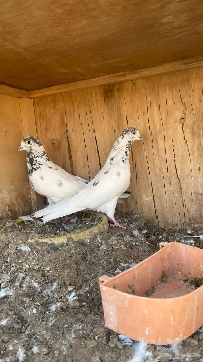 بتيرا 1