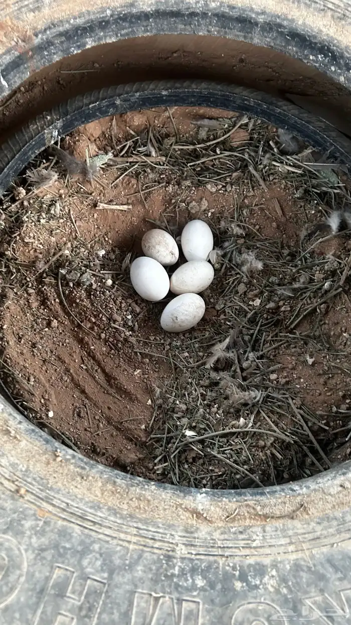 وز عراقي 1