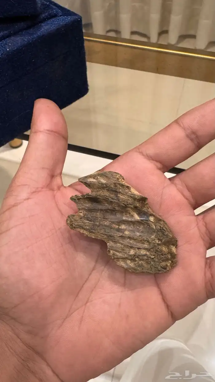 عود كلمنتان دبل سوبر 3