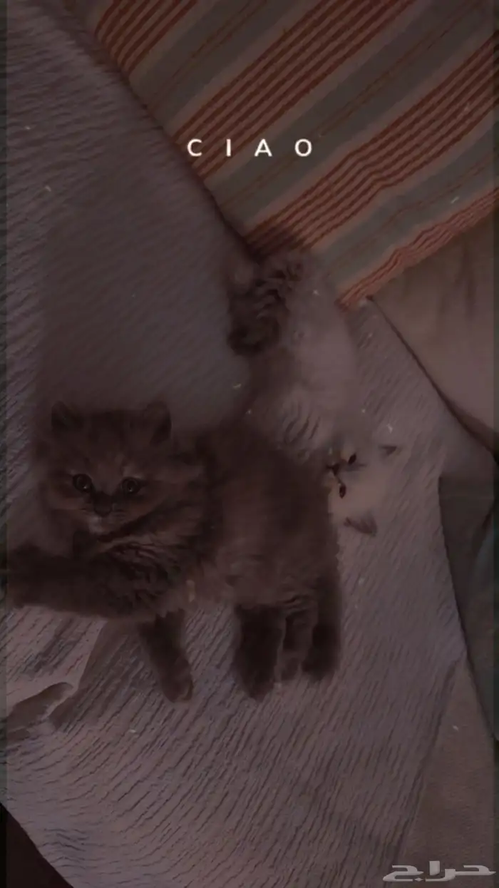 قطط 3