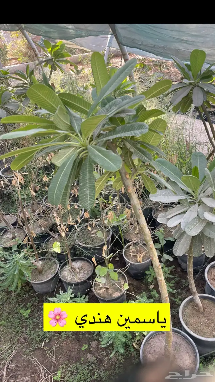اشجار زينة ومثمرة للبيع 4