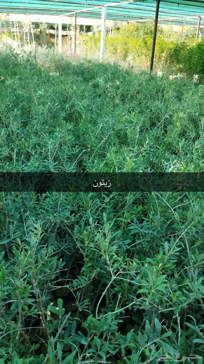 اشجار زيتون مثمرة متوفر جميع انواع والمقاسات 11