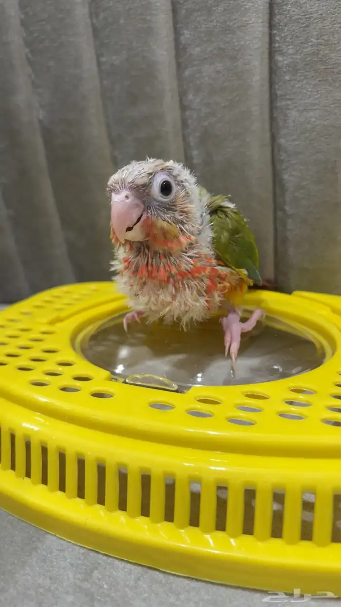 فرخ كنيور أناناس مشروع هدد 4