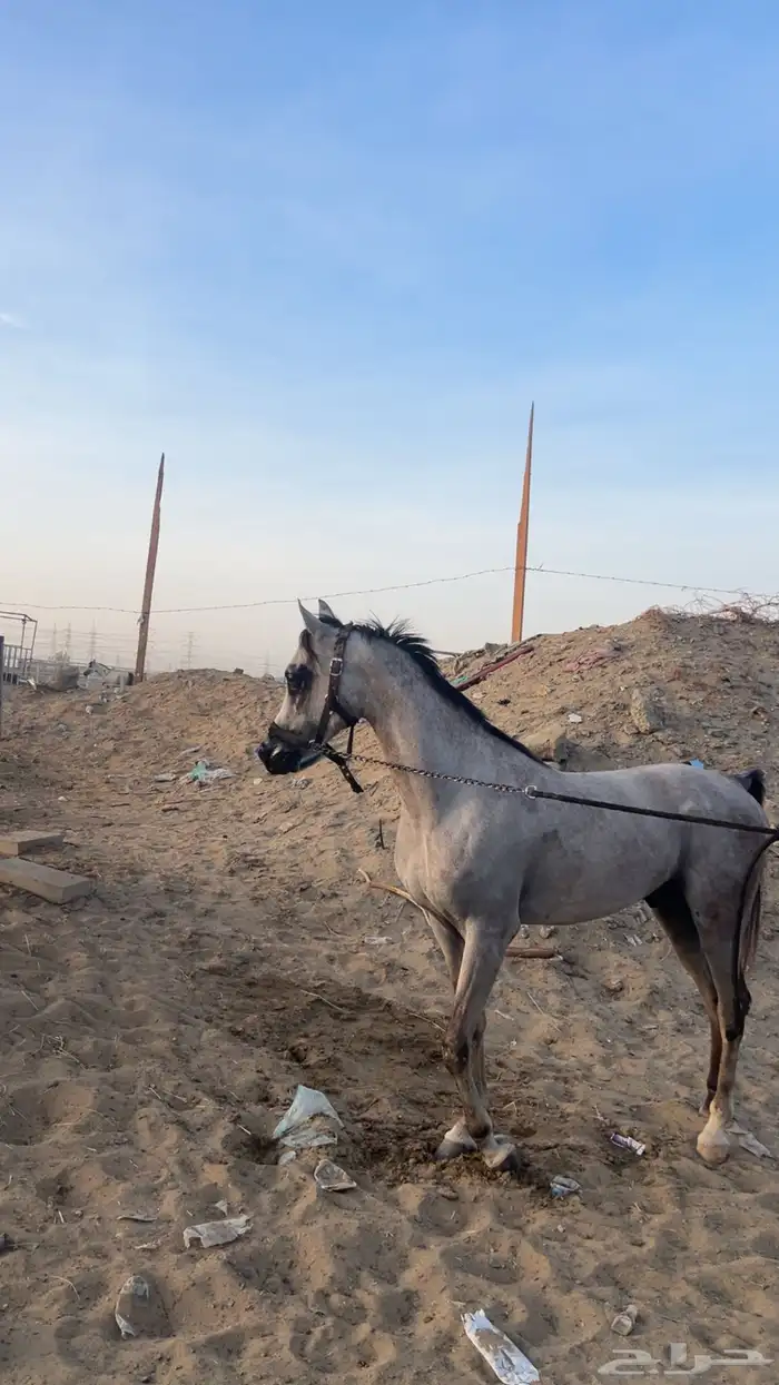 خيل وهوا 2