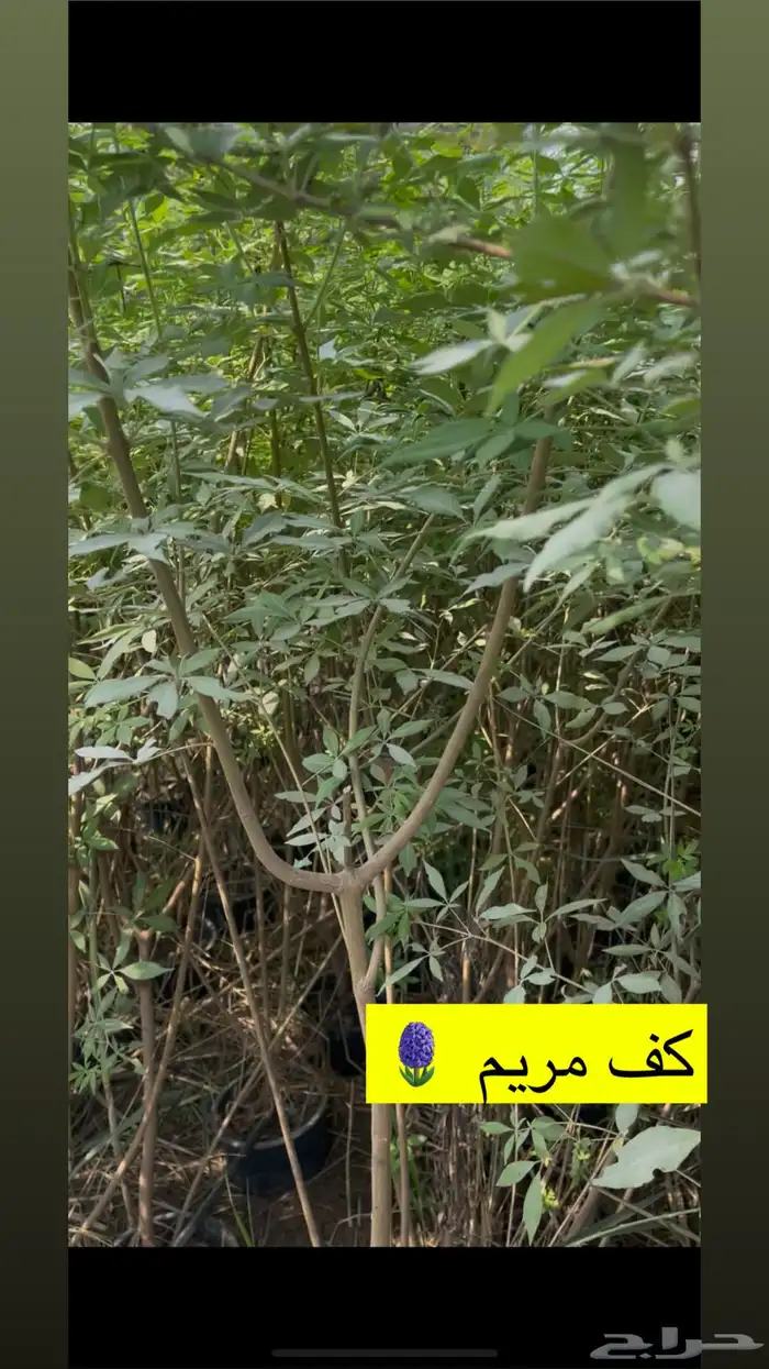 اشجار زينة ومثمرة للبيع 8