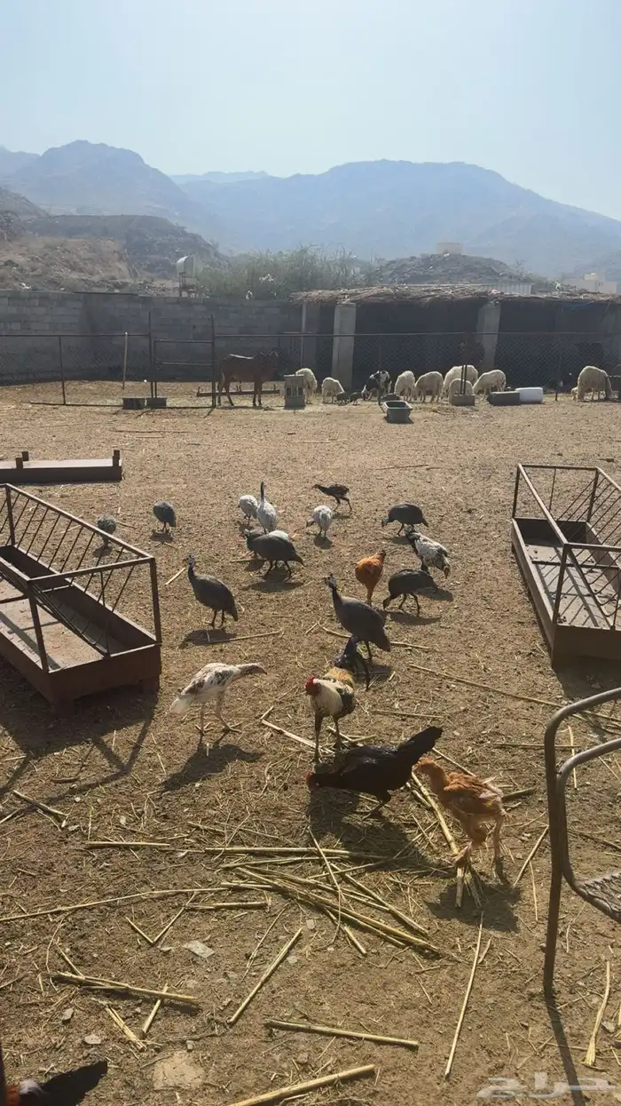 بيض دجاج حبشي 1