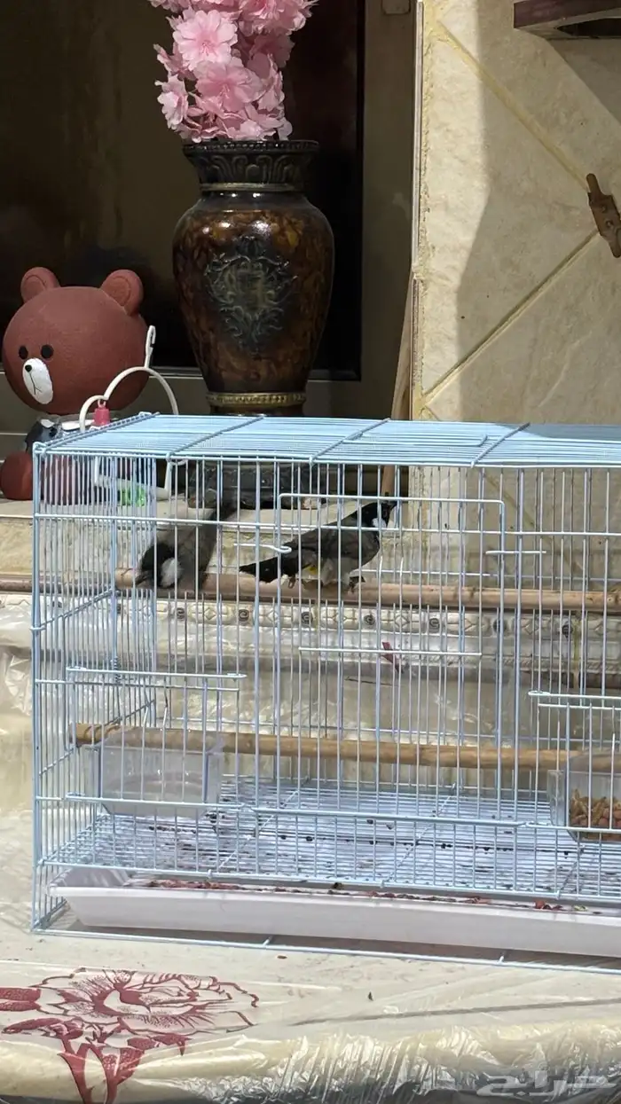 زوج بلابيل للبيع 0