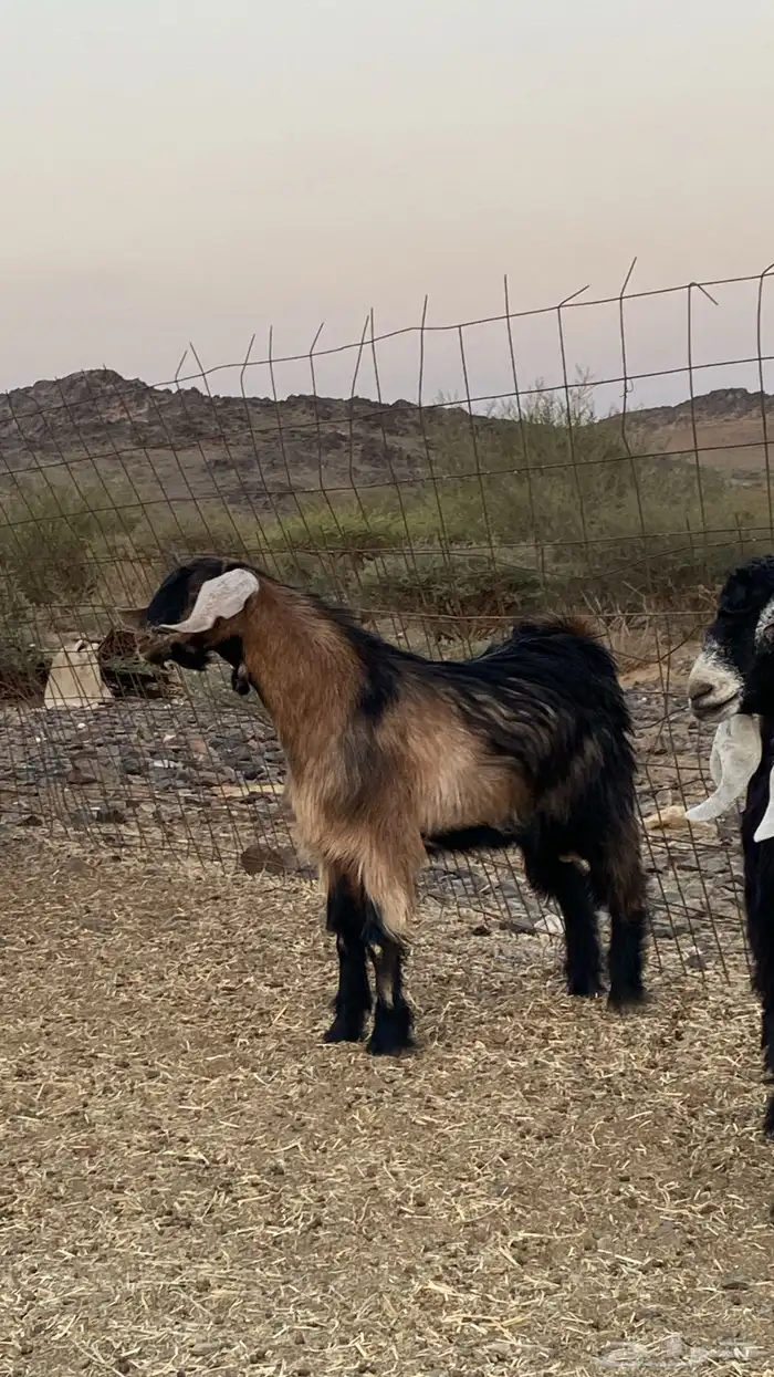 اربعه تيوس فل شحم 0