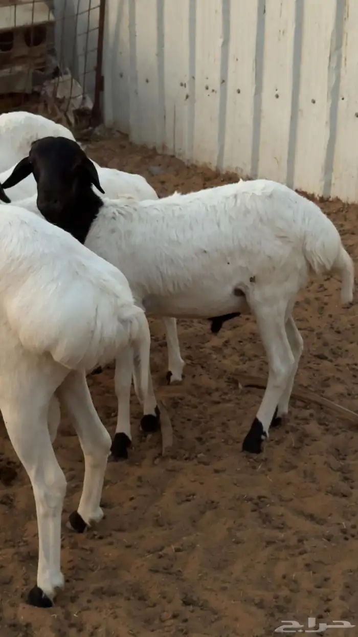 برابر مواليد الديرة تم البيع تم البيع 1