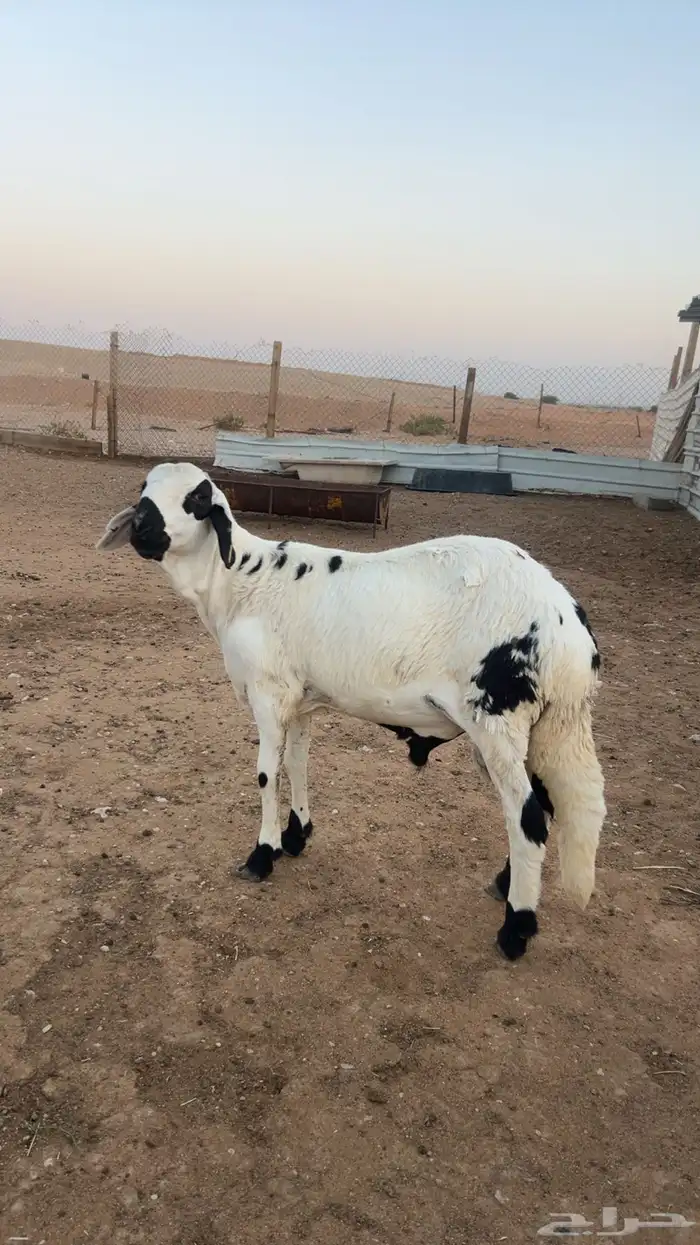 سواكن طيبه وجبر وفاخر مع الذبح والتوصيل 5
