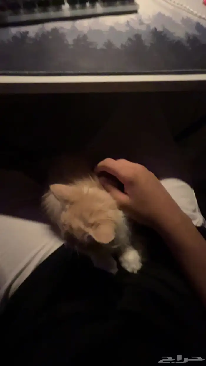 انباعت 0