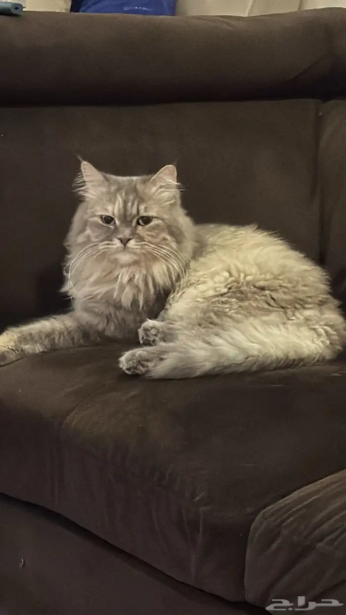 قطة همالايا ضائعة lost himalayan cat found 0