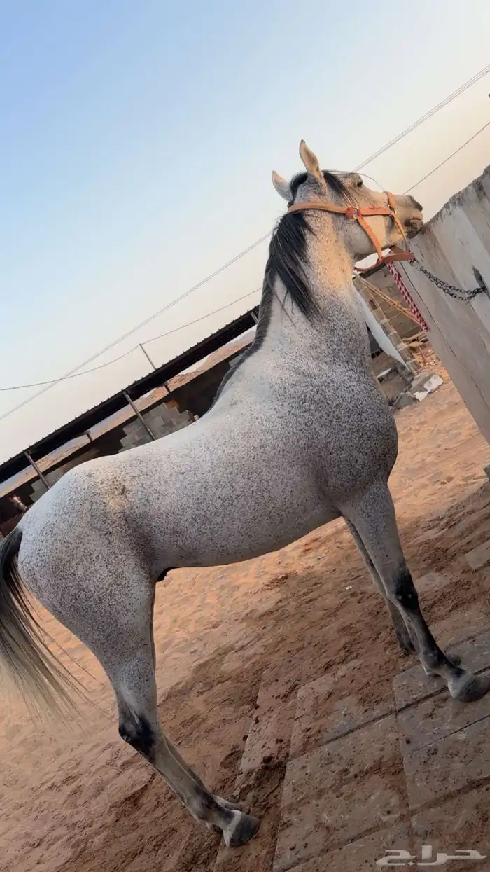 حصان شعبي فحل 1