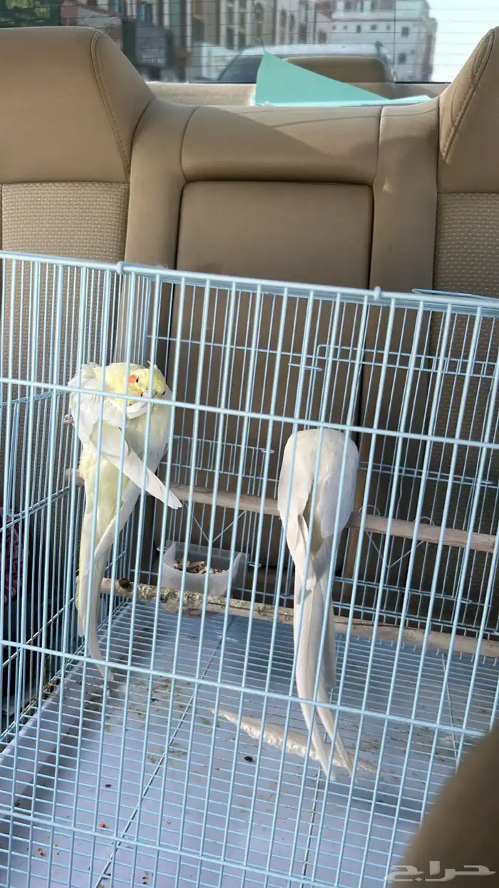 زوج كروان لاتينو منتج اليف قد انتج من قبل 0