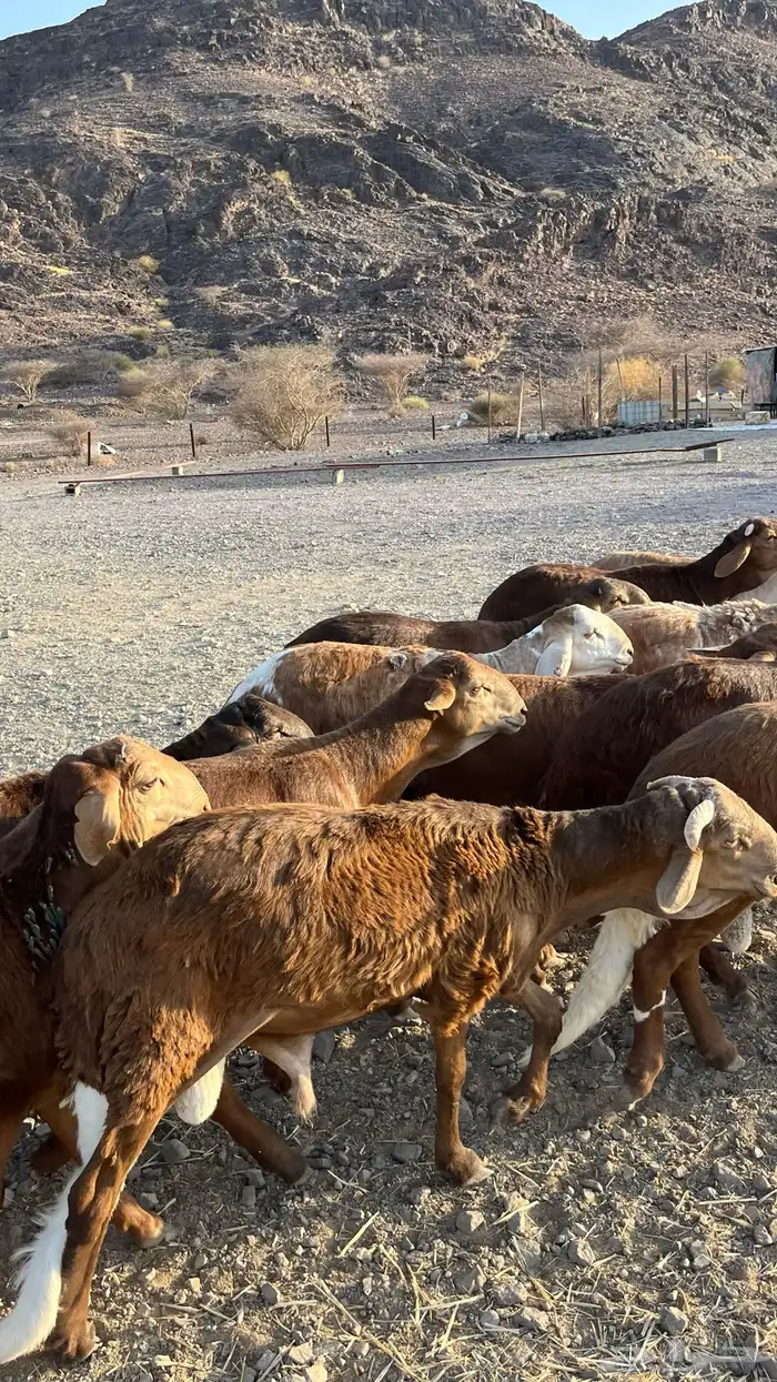 طليان سواكن حمري مرابى جدعان 1