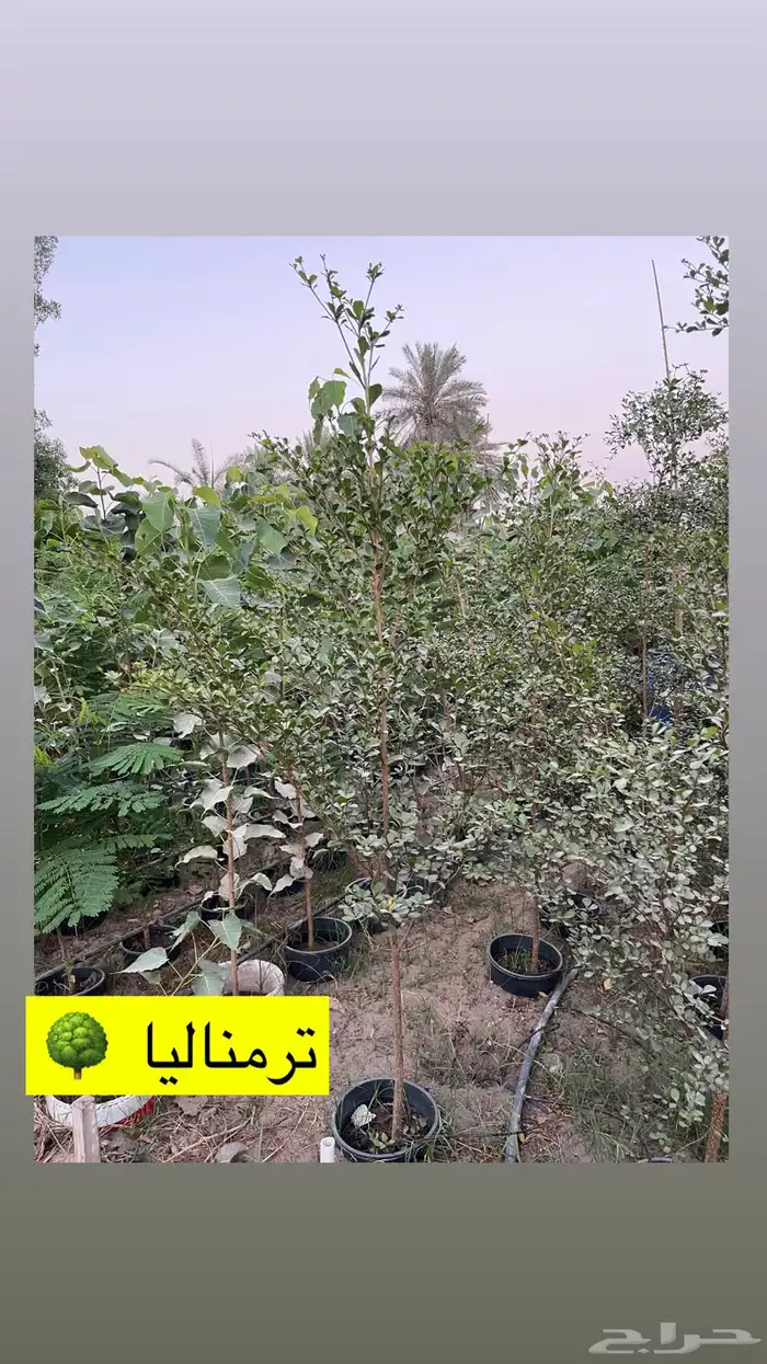 اشجار زينة ومثمرة للبيع 10