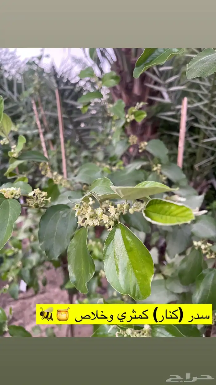 اشجار زينة ومثمرة للبيع 3