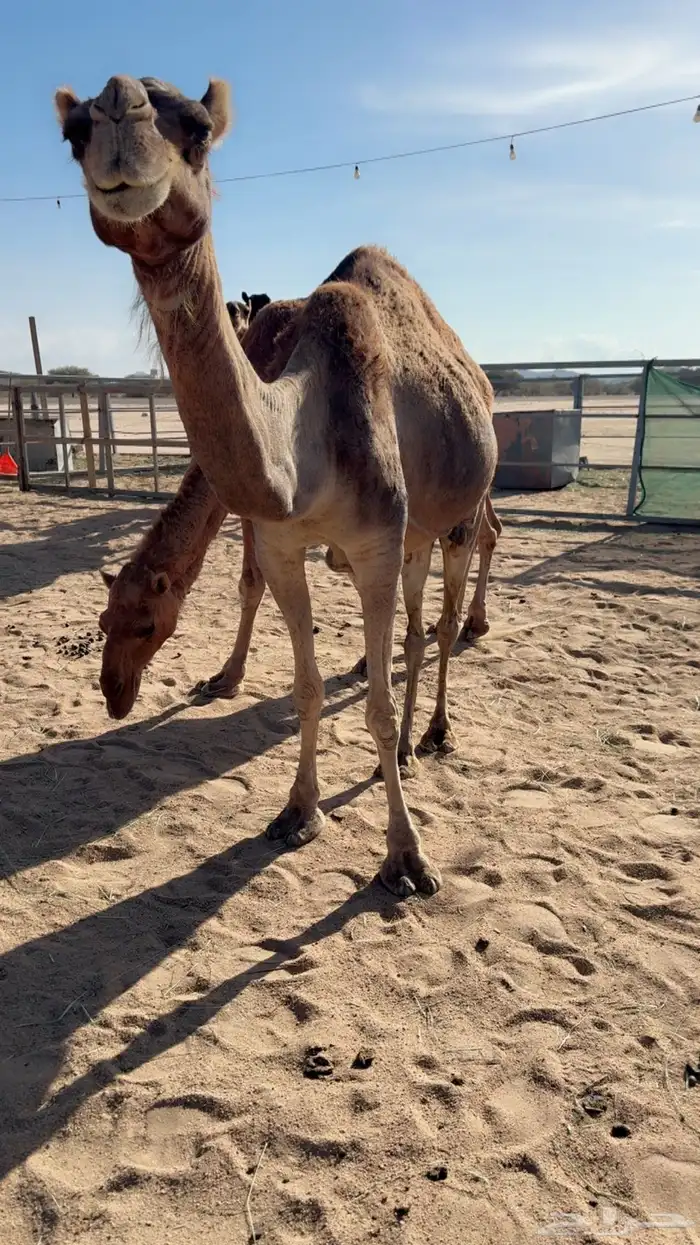 للبيع خلفه تحتها بكره 3