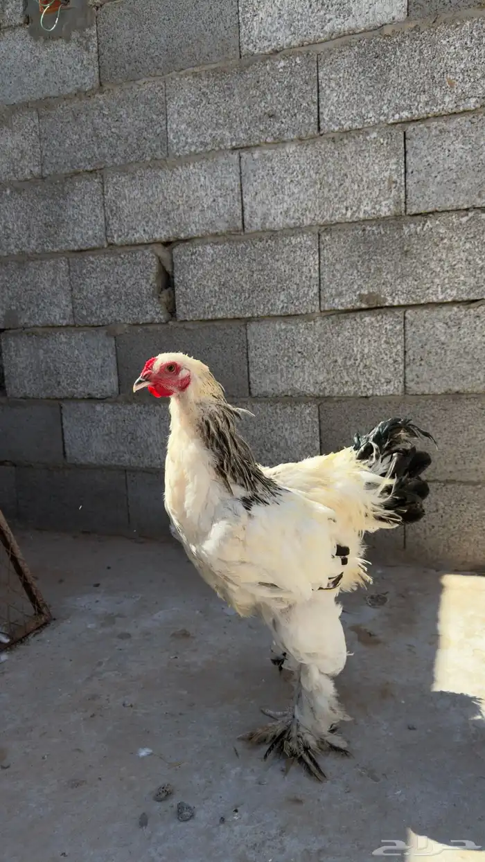 ديك براهما كولومبي العمر 4شهور ونص 0